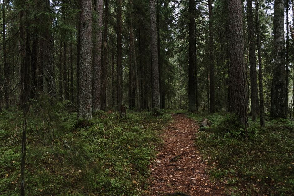 Tempo ao ar livre: o efeito da natureza no humor