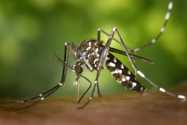 Mosquito-Tigre em Portugal: Já Está em 28 Concelhos — Como Proteger a Família